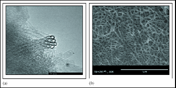 p21_fig1_tif