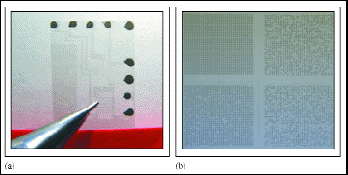 p23_fig6_tif