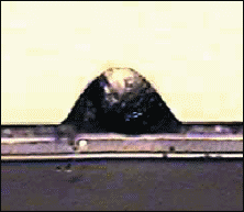 fig_4b_tif