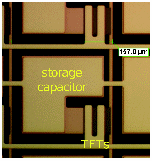 Fig1a_online_tif